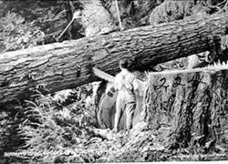 Sawing felled tree