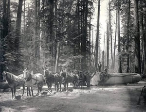 Horses hauling logs