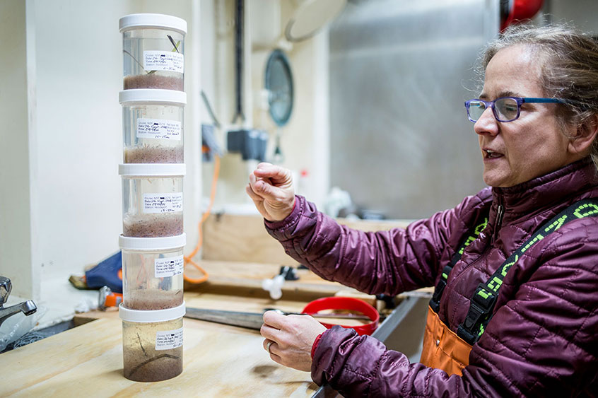Professor Julie Keister stacks samples from different depths to show how zooplankton migrate in the water column.
