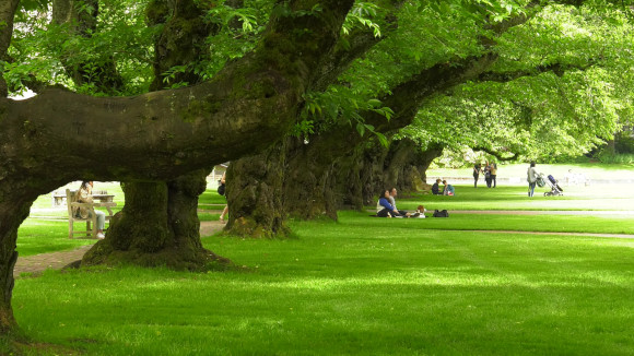 Students sitting on a green lawn beneath giant trees