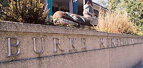 The Ancient One's remains are housed at the Burke Museum. Photo by Jon Marmor.