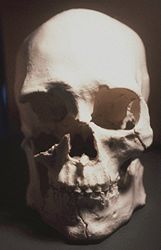This plastic casting of the skull of Kennewick Man was shown at a 1997 press briefing.
