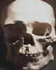 Plastic casting of Kennewick Man skull