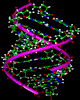 Twisted strands of DNA in a digital rendering