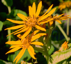 Orange Daisy in medicinal herb garden.