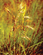 Cheatgrass - One of the 10 Worst Invaders in the Pacific Northwest. Photo courtesy the Nature Conservancy.