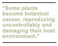 Some plants become botanical cancer, reproducing uncontrollably and damaging their host environment.