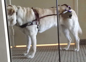 A self-portrait of Pecan taken with the camera attached to her harness. Picture of Pecan in a mirror.