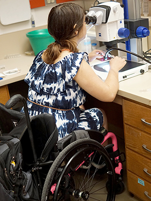 A student in a wheelchair looks through a microscope.