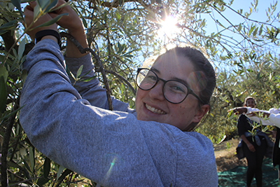 Alicia picking olives that were later pressed for olive oil in Italy.