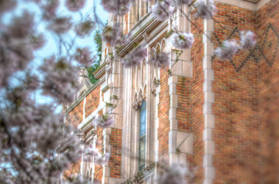 Photo of University of a Washington building with cherry blossoms in the foreground.