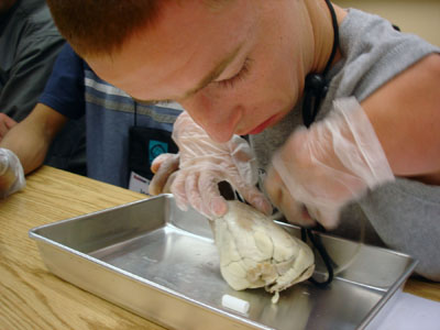 Photo of male student dissects a lamb heart in a science lab