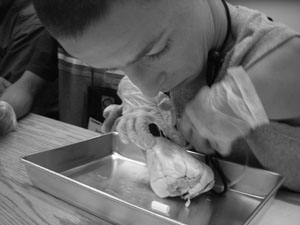 Photo of student dissecting a sheep heart