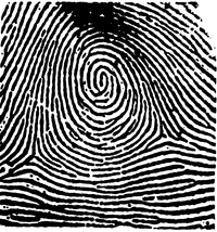 Graphic of a fingerprint showing a whorl.