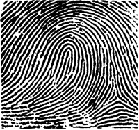 Graphic of a fingerprint showing a loop.