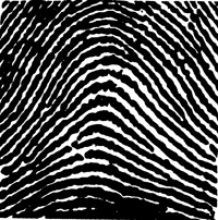 Graphic of a fingerprint showing an arch.