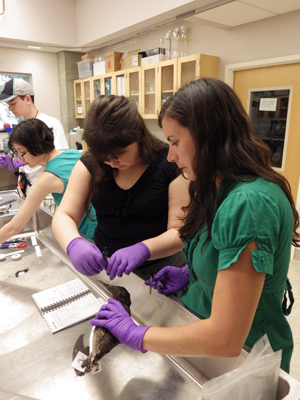 Photo of OASST instructor Liz helping Phase II DO-IT Scholar MiKayla measure the beak of a bird to help identify what type of bird it is