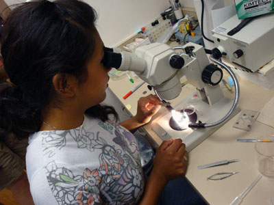 A student looks through a microscope.