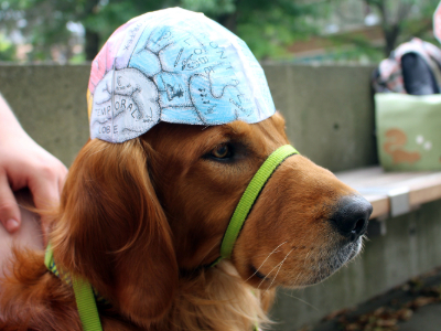 Becca's service dog Charlie wear a brain hemisphere hat in the NNL camp.