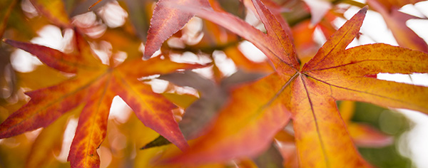 autumn leaves