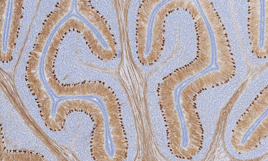 Research Histopathology imge