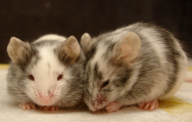 Transgenic Resources Program (TRP) image of mice