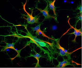 Digital Microscopy Ctr Image
