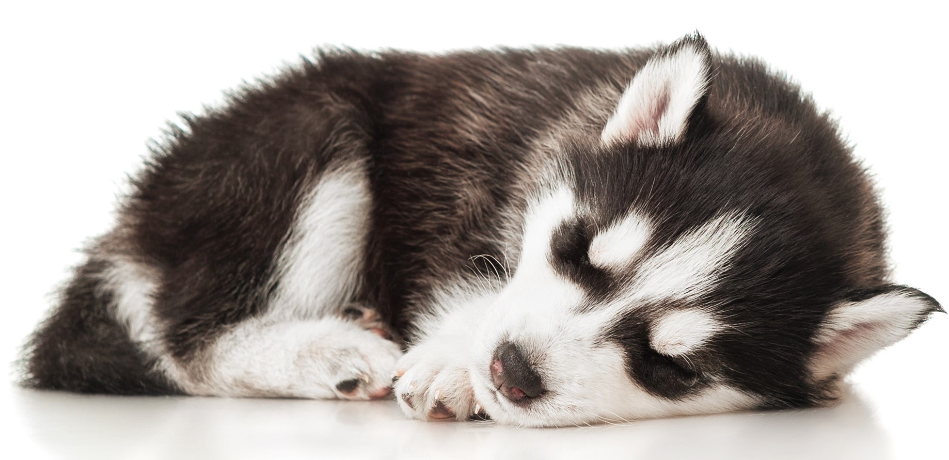 where should my husky puppy sleep