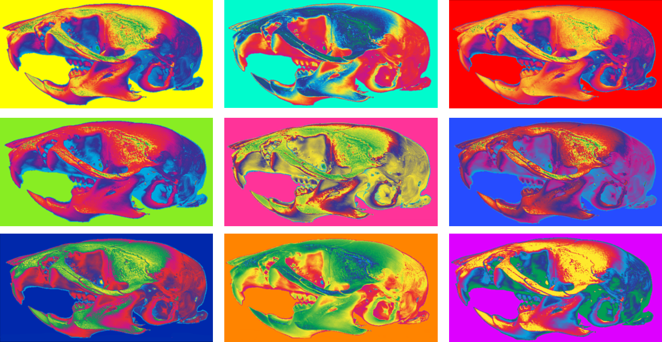 Center for Developmental Biology and Regenerative Medicine colored collage of skulls