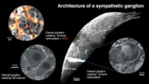 Vivas research image - architecture of a sympathetic ganglion