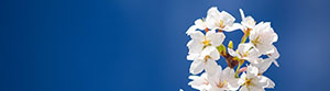 cherry blossoms