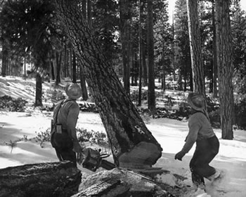 Gears in the Woods: 7 Different Steam Logging Operations in the American West : Movies & TV