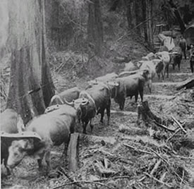 Oxen hauling logs