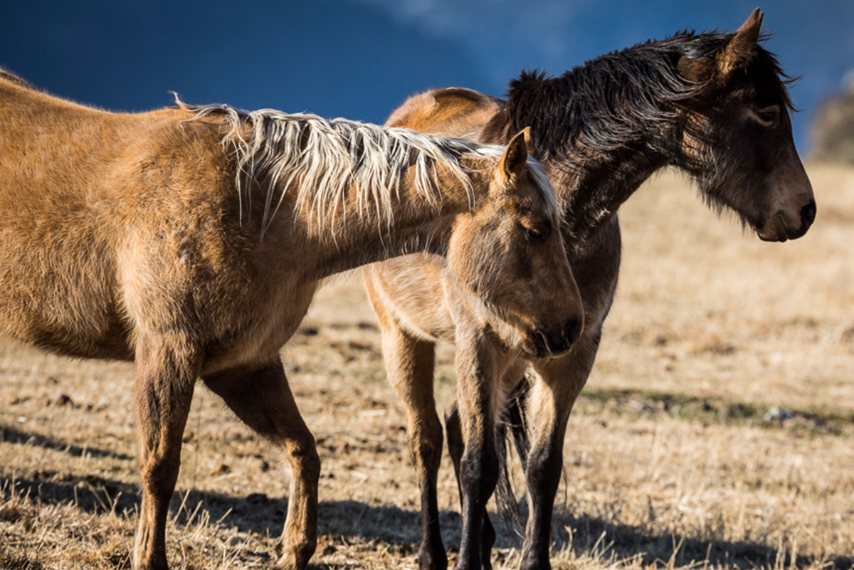 Horses, longhorns, goats and other domesticated animals pepper the many ranches in the expansive Tom Miner Basin, just miles from the Yellowstone Park border.