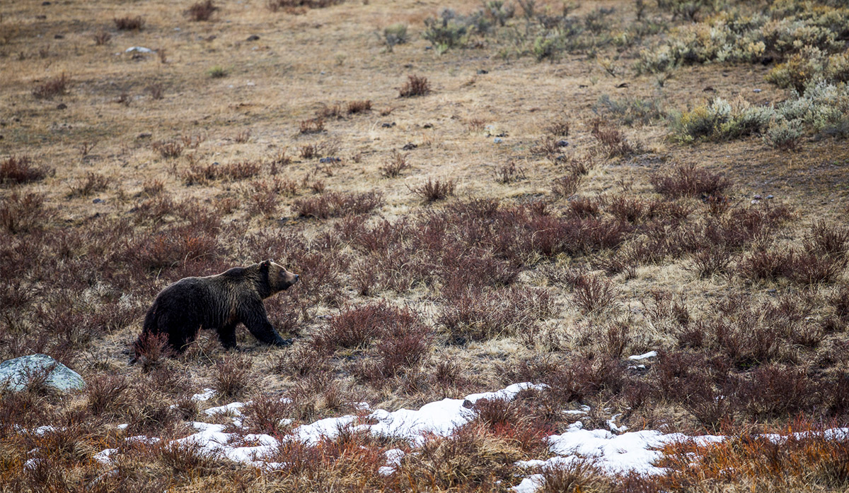 After awaking from hibernation, a grizzly bear makes its way to an easy meal: a nearby bison carcass. While fattening up for winter, the omnivorous grizzly feasts on everything from berries to cutthroat trout to insects.