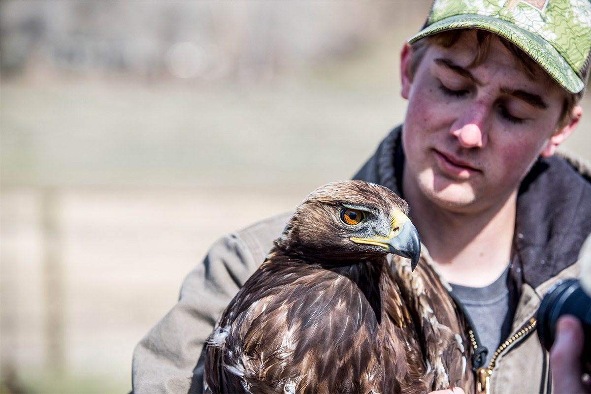 Tyler, a TK title, holds a golden eagle. After drawing blood, weighing and measuring the bird, he releases it.