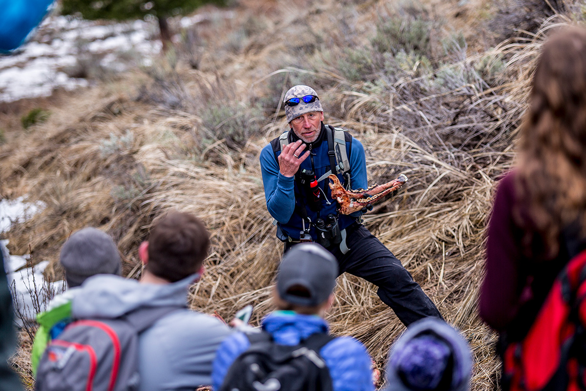 At the site of a wolf-killed elk, biologist Ky Koitzsch explains how to conduct a necropsy, studying everything from the elk’s worn molars and bone marrow health to nearby wolf pawprints and raven droppings.