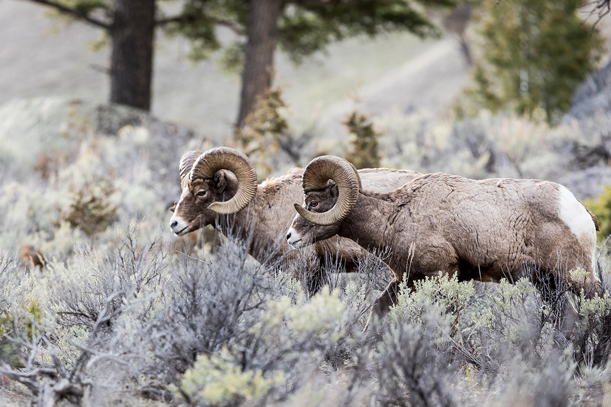 Bighorn sheep are just one of the many animals that congregate in Yellowstone
