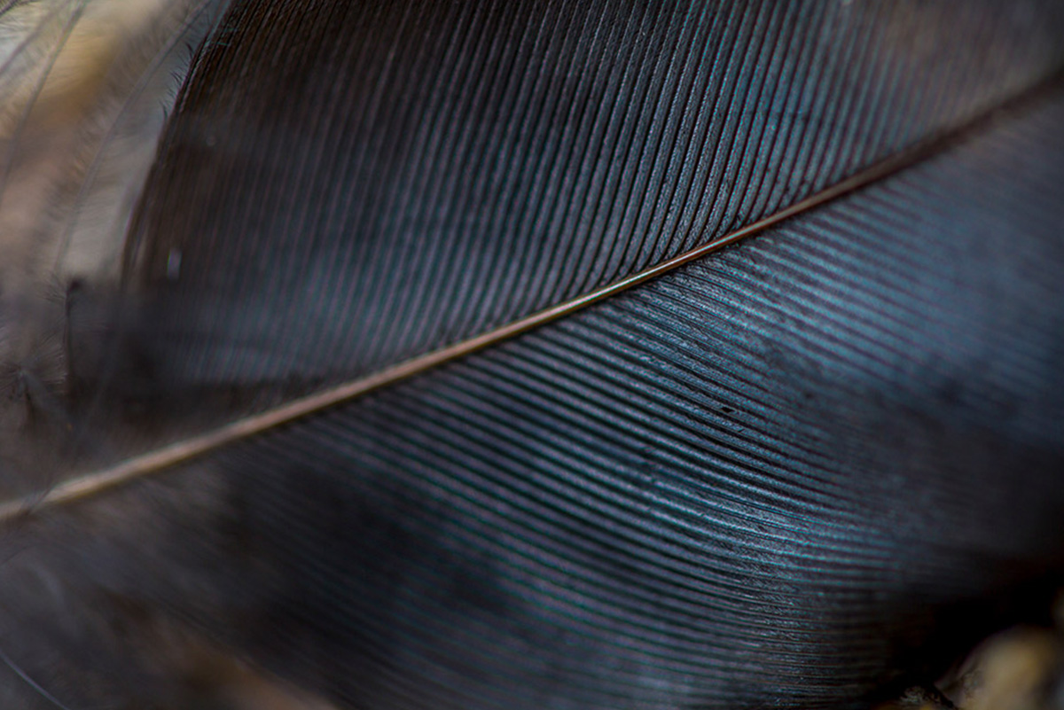 The close-up intricacies of a feather.