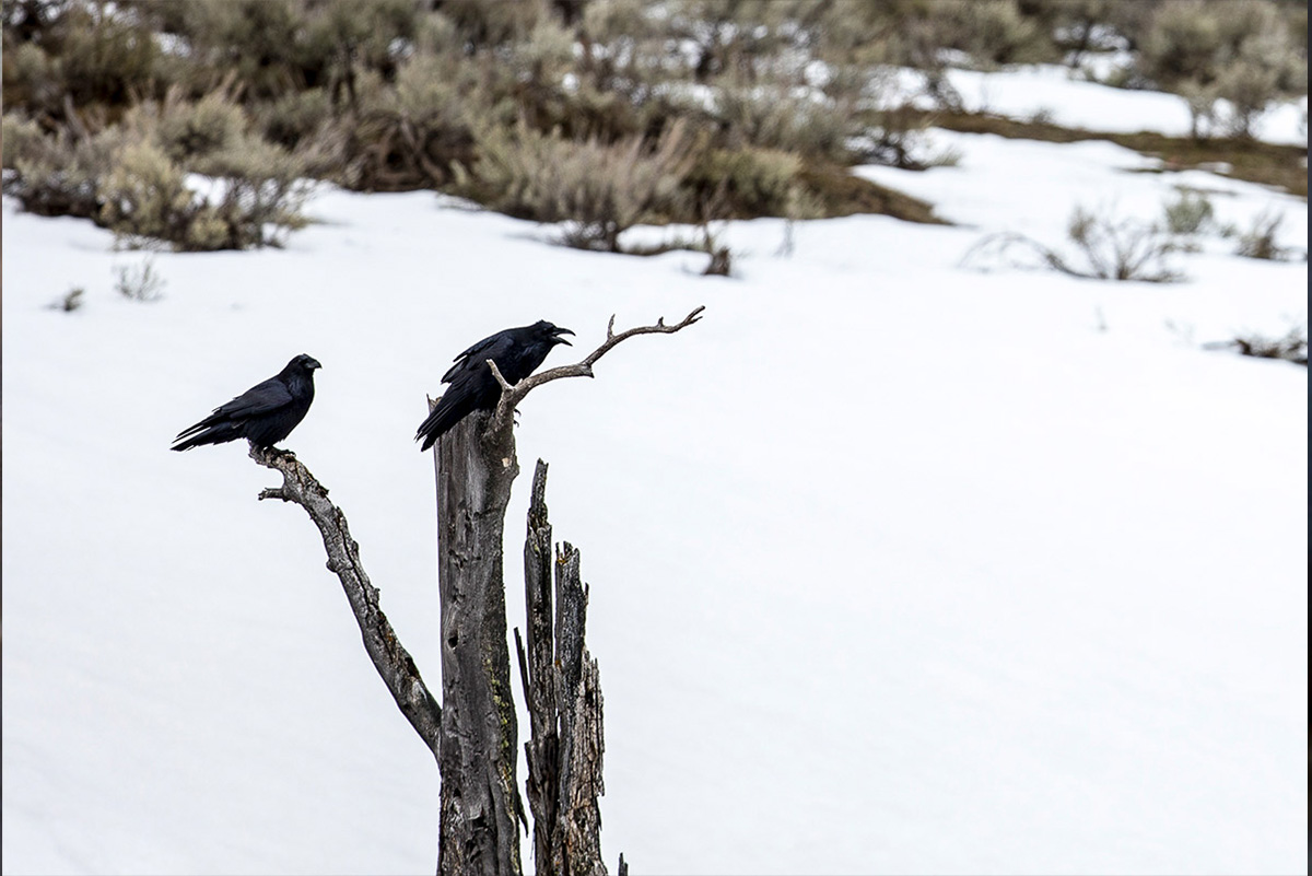 Two ravens make their presence known in the otherwise silent expanse of the Lamar Valley.