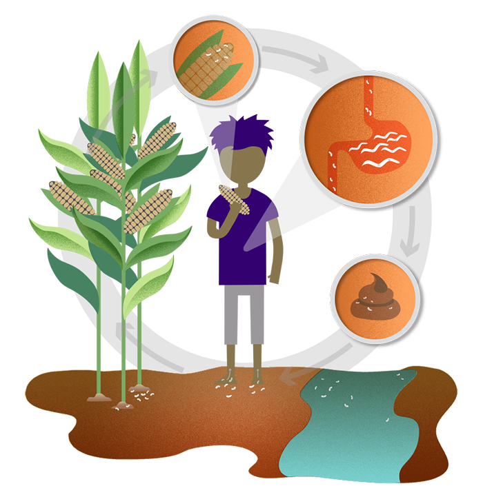 Life cycle of intestinal worms